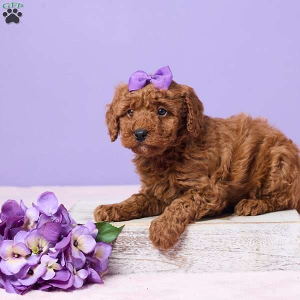 Mabel, Miniature Poodle Puppy